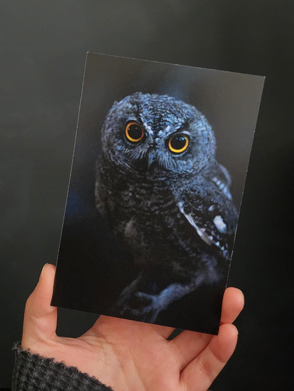 Juvenile Western Screech Owl Postcard