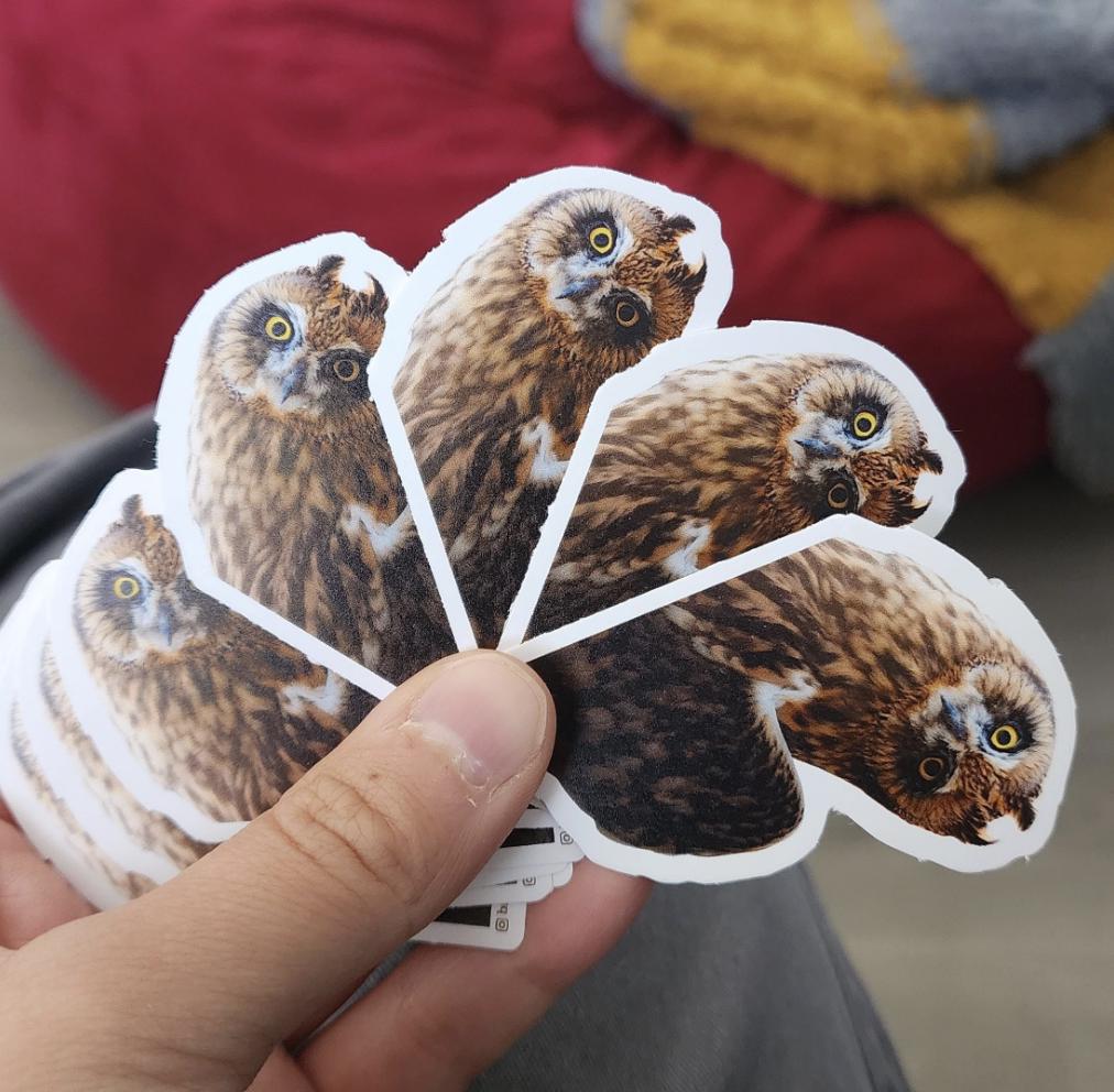 Short-Eared Owl Sticker