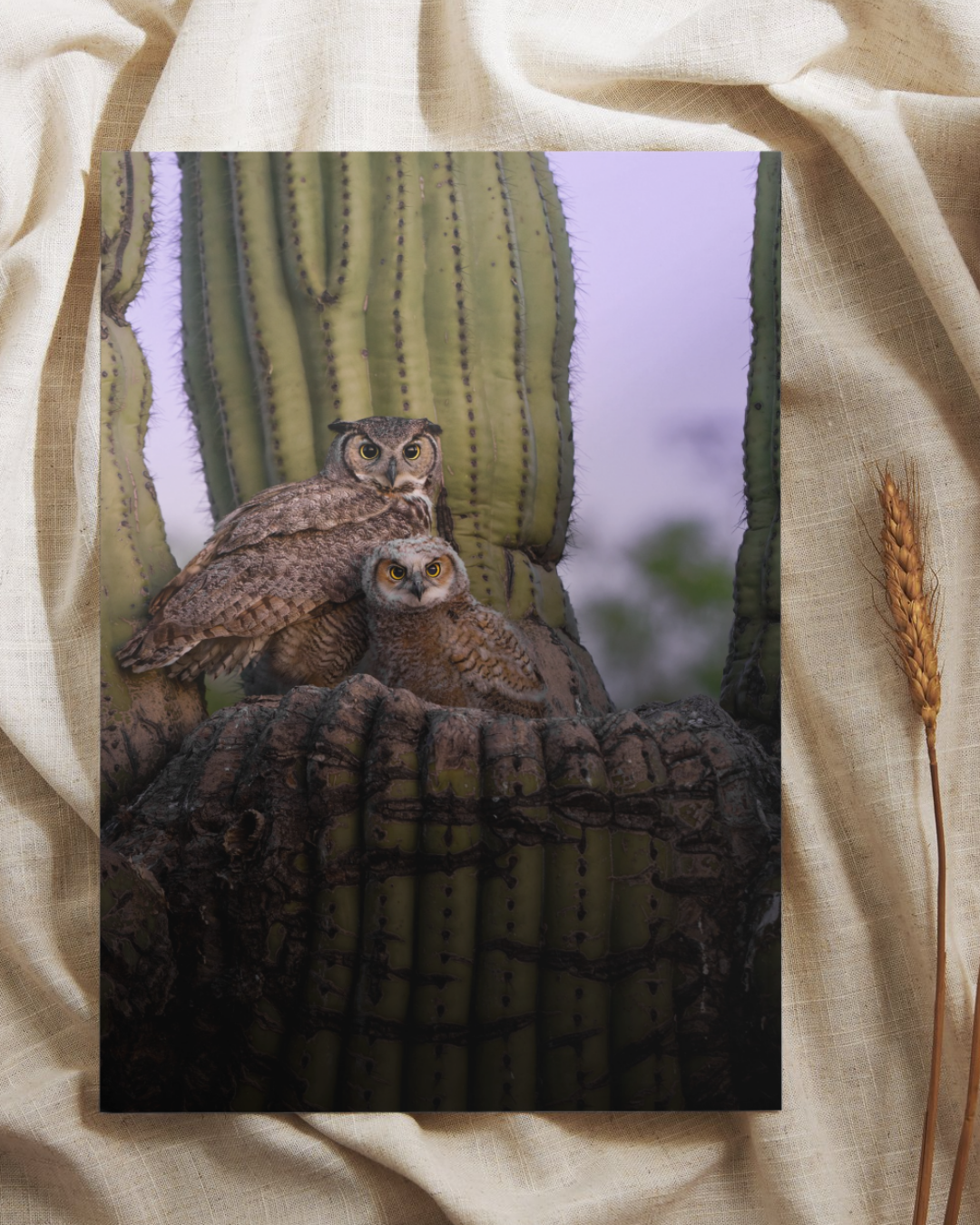 Great Horned Owl Mama & Baby Fine Art Print