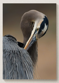 Great Blue Heron Print