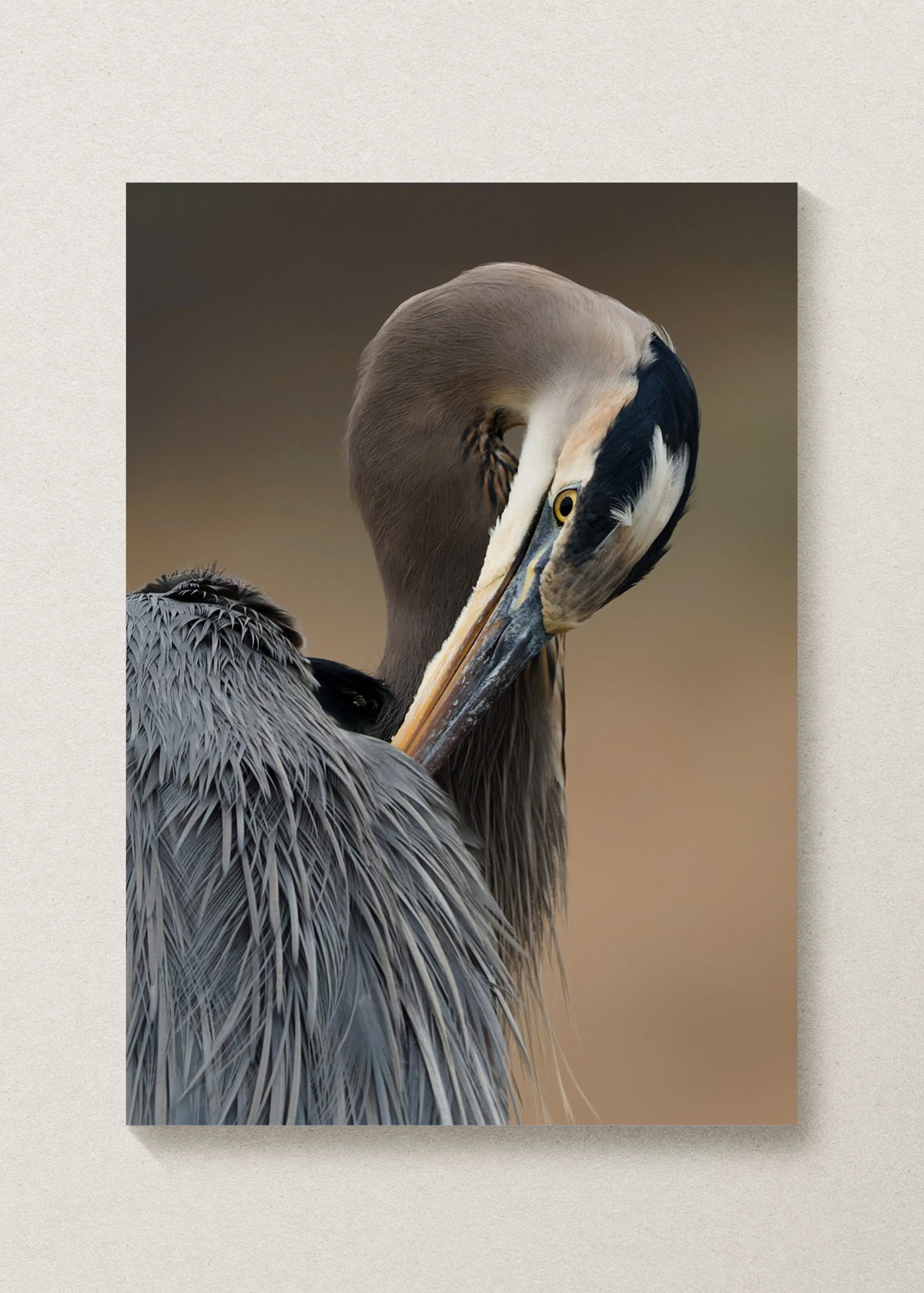 Great Blue Heron Print