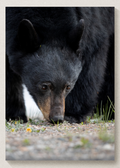Black Bear Print