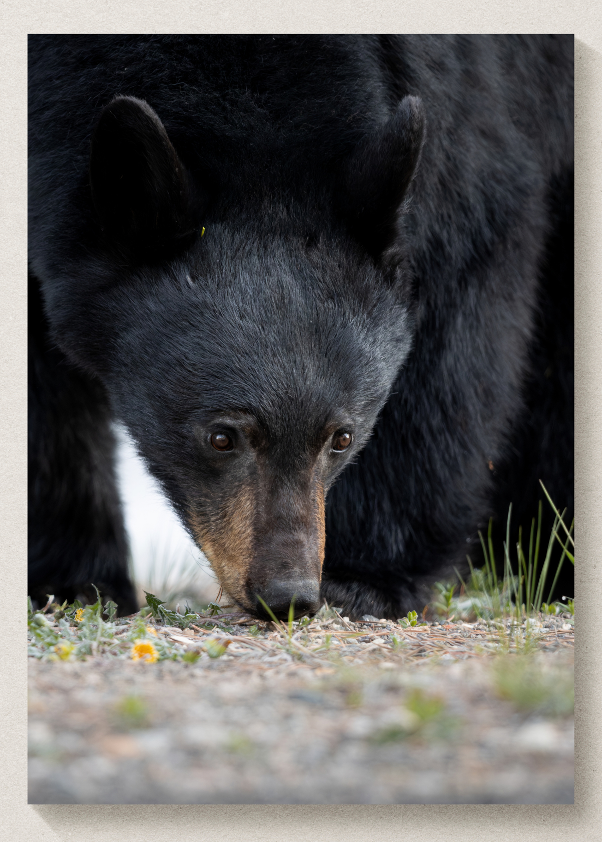Black Bear Print