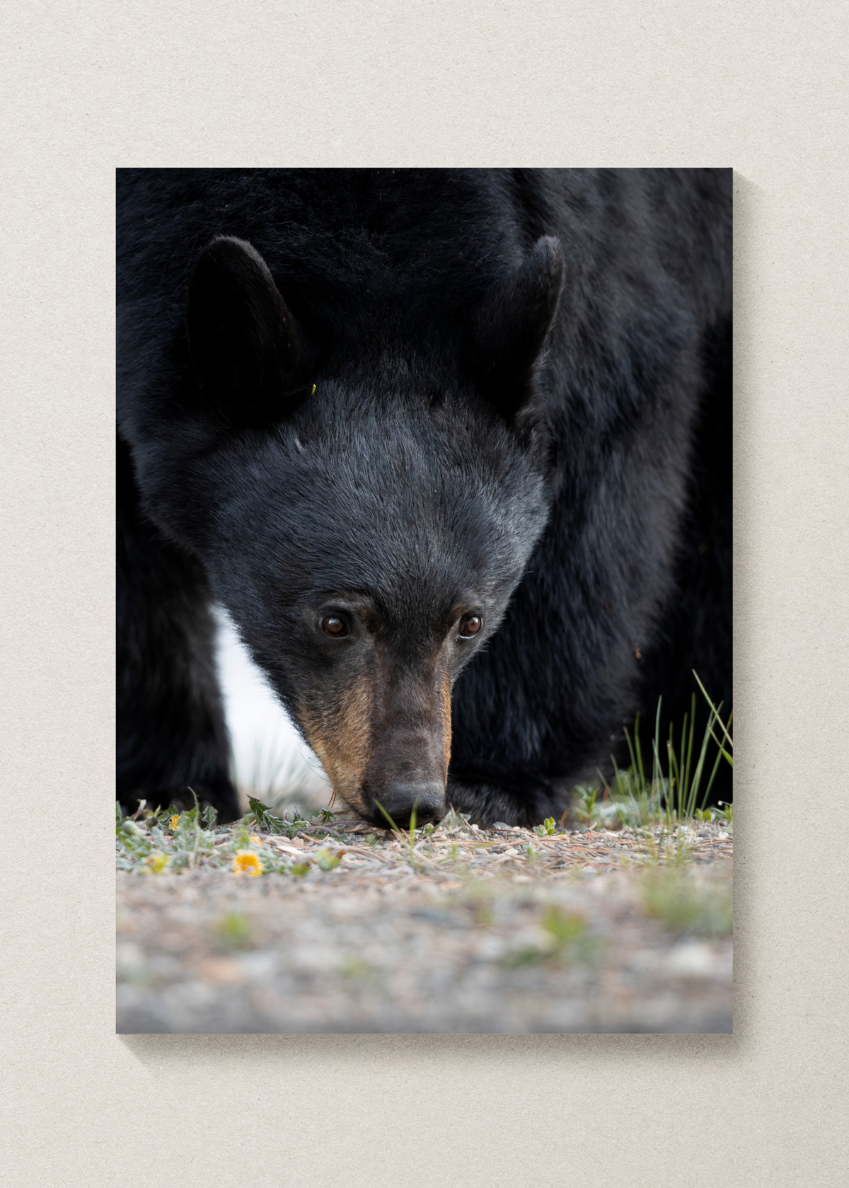 Black Bear Print
