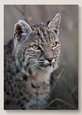 Bobcat Portrait Print
