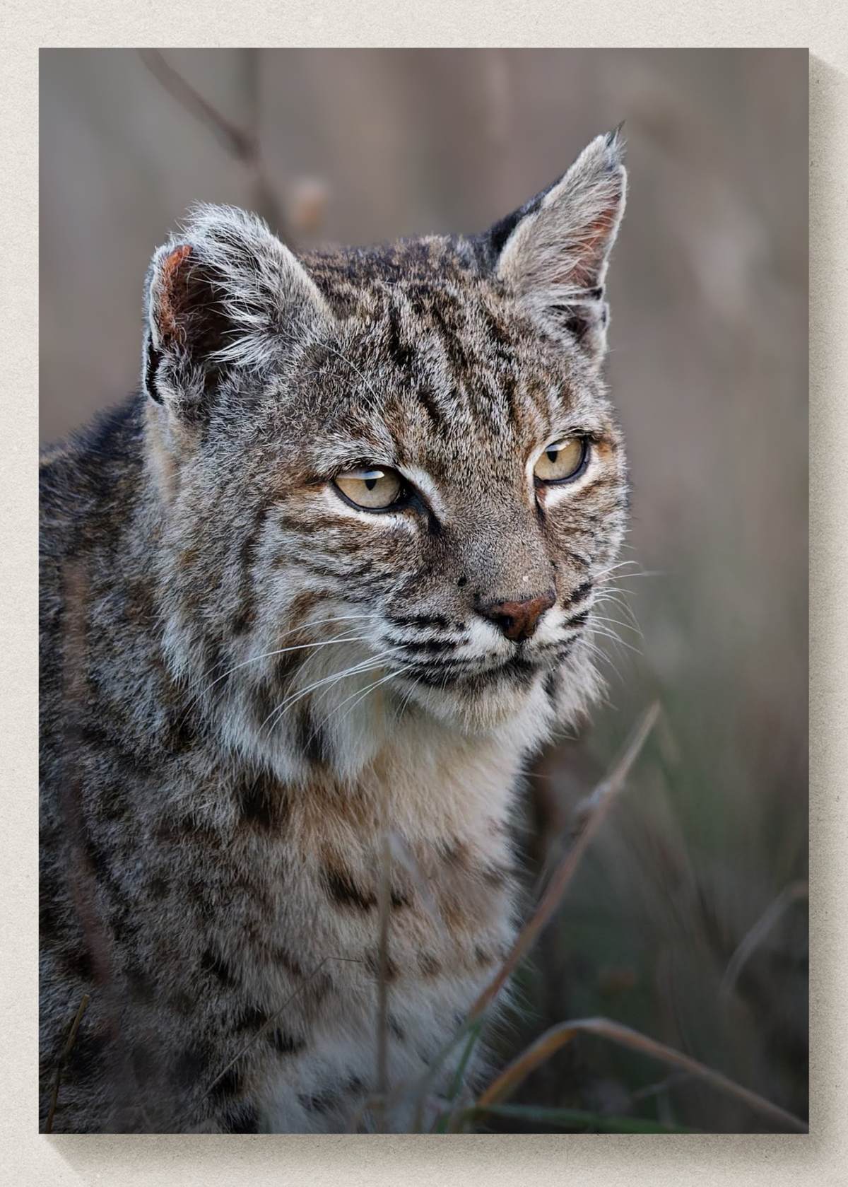Bobcat Portrait Print