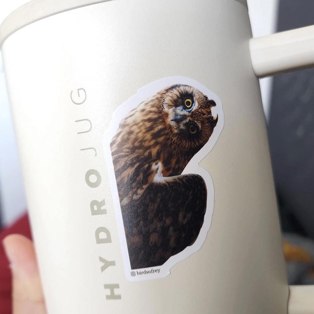 Short-Eared Owl Sticker