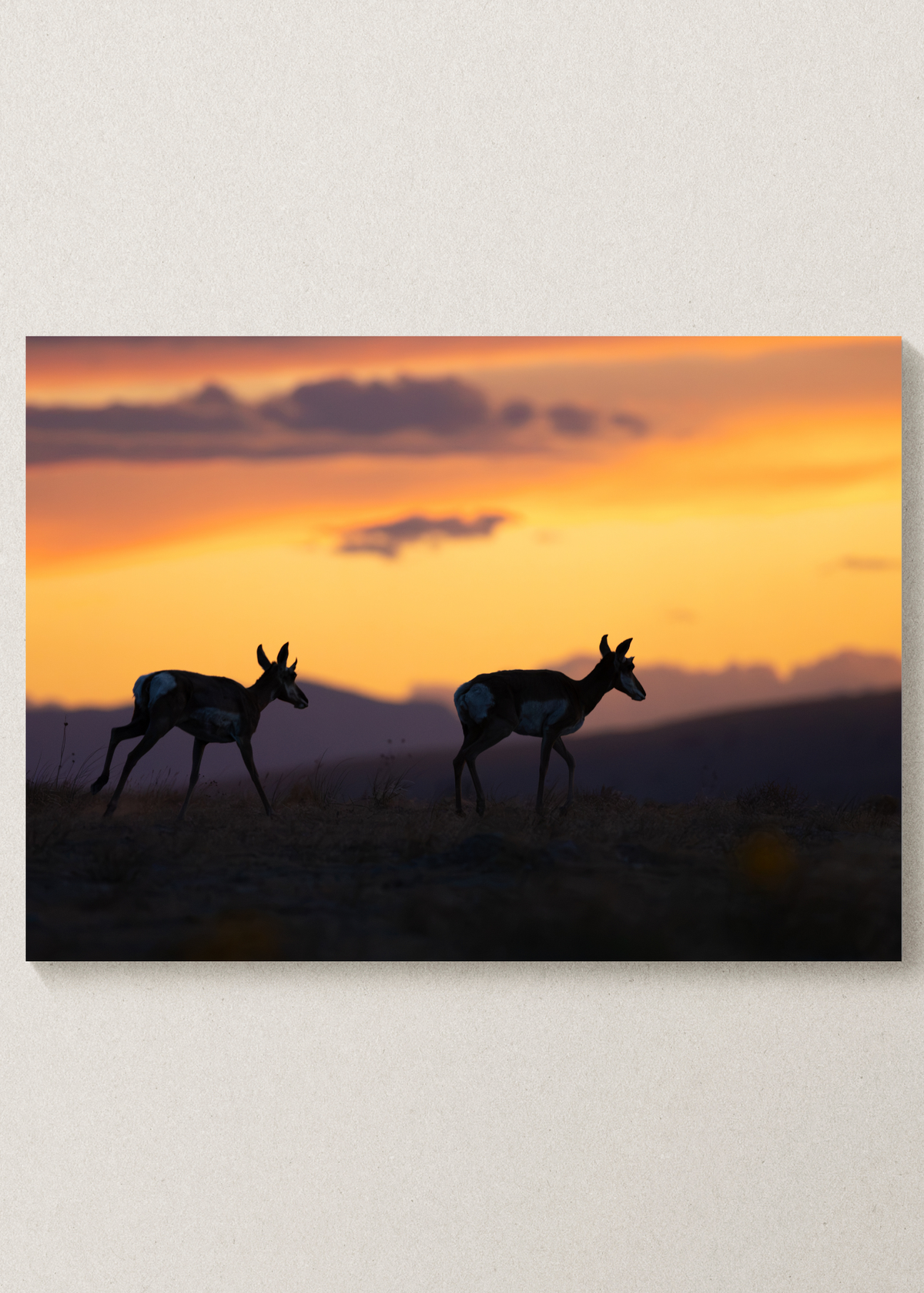 Desert Sunset Pronghorn Print