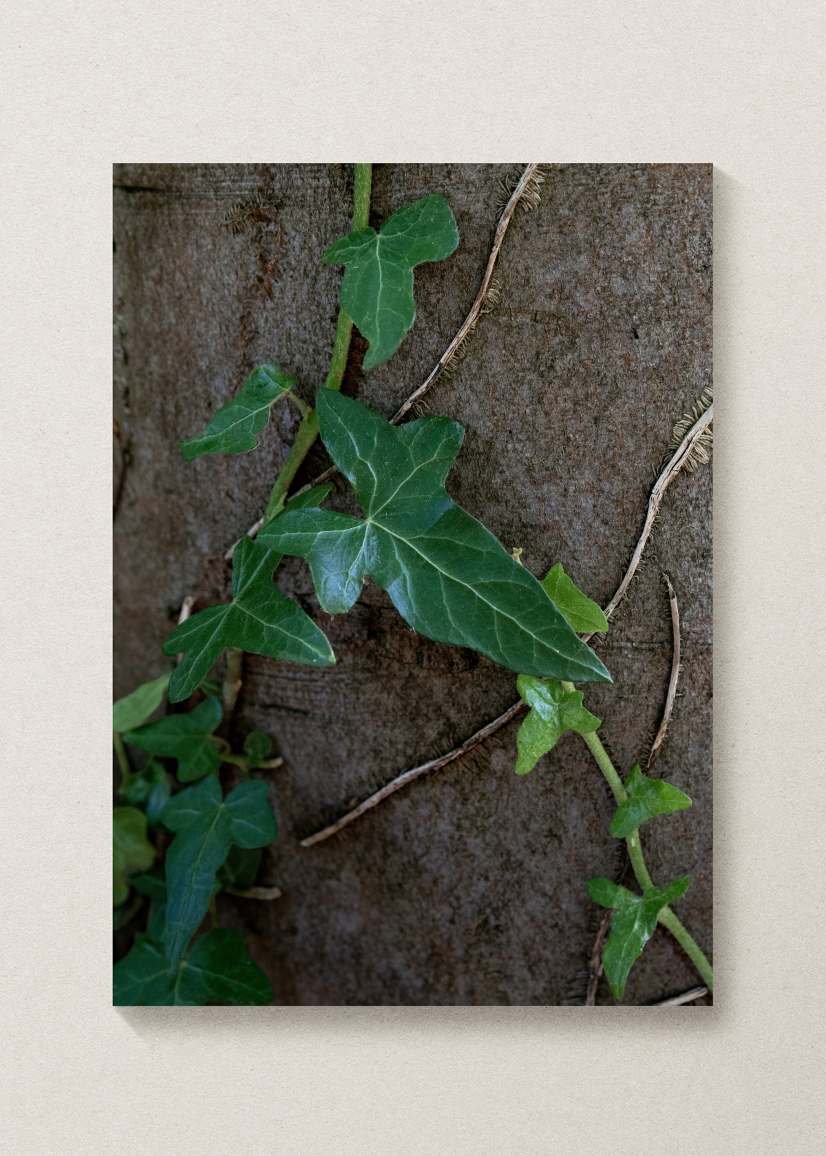 Vine Print