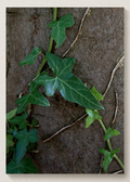 Vine Print