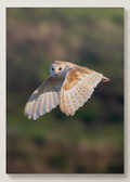 Barn Owl Flight Print