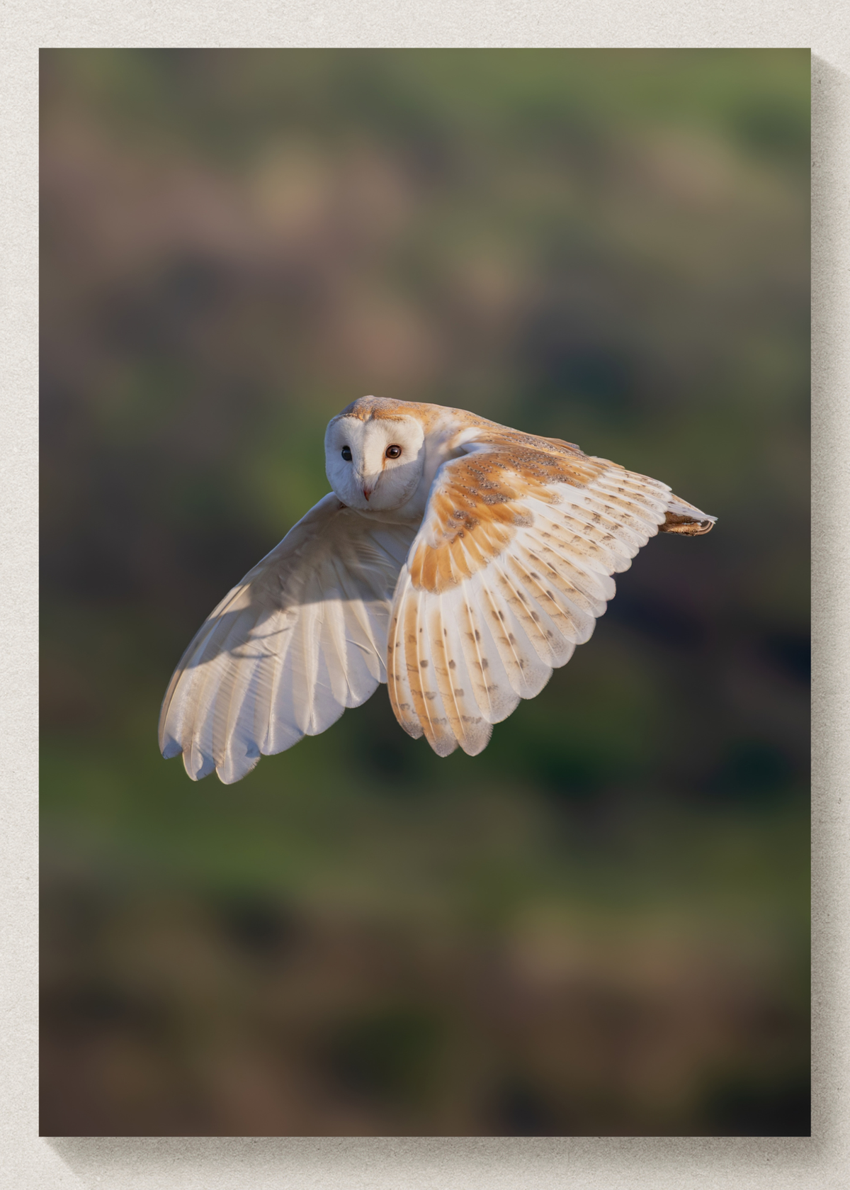 Barn Owl Flight Print