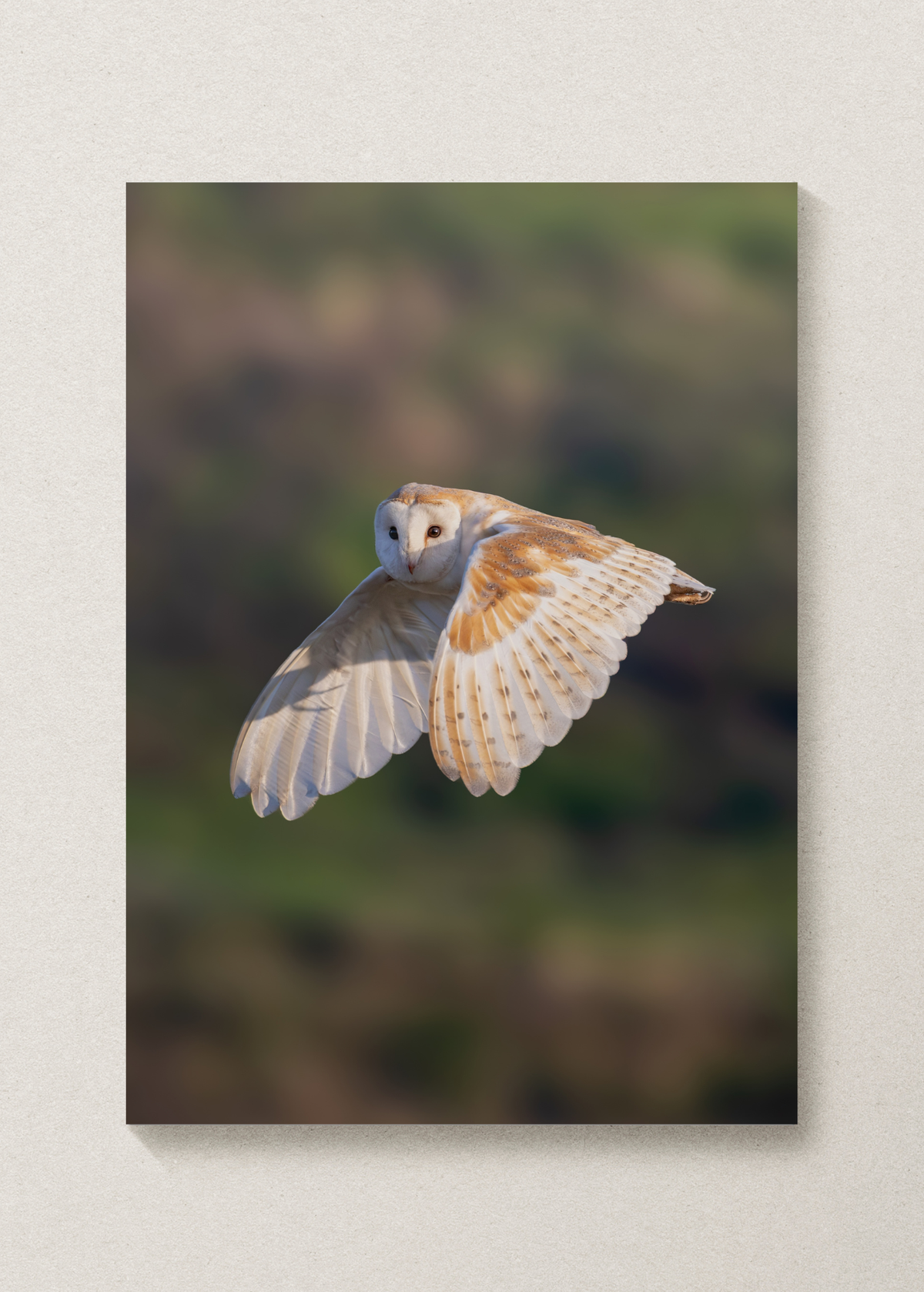 Barn Owl Flight Print