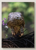 Northern Goshawk Portrait Print