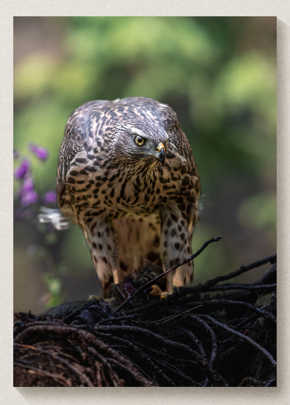 Northern Goshawk Portrait Print