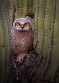 Great Horned Owlet Print