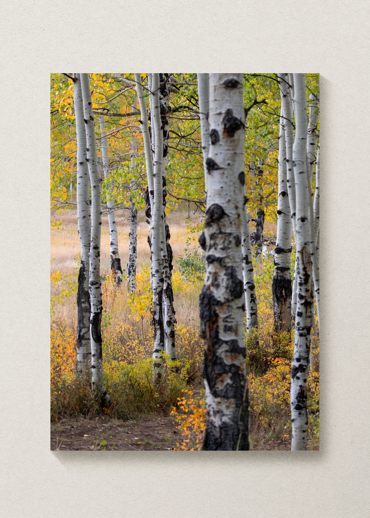 Autumn Aspens