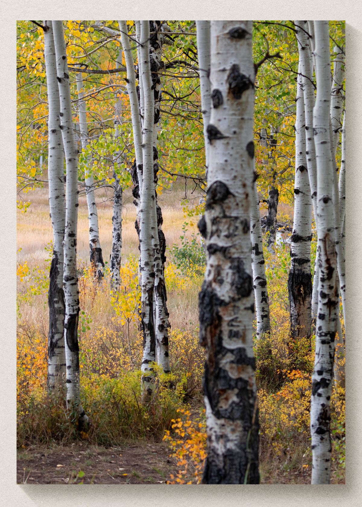 Autumn Aspens