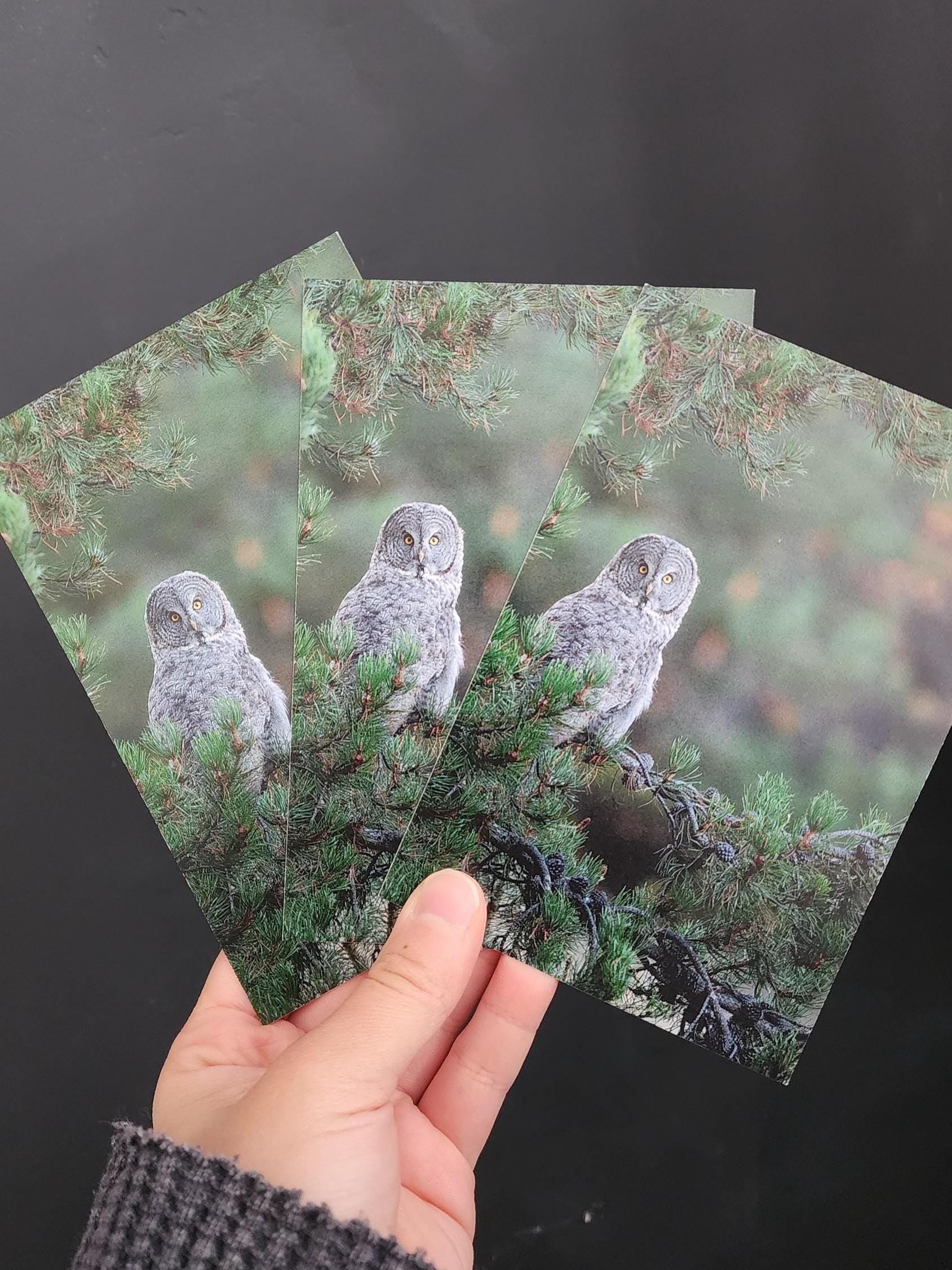 Great Gray Owl Postcard