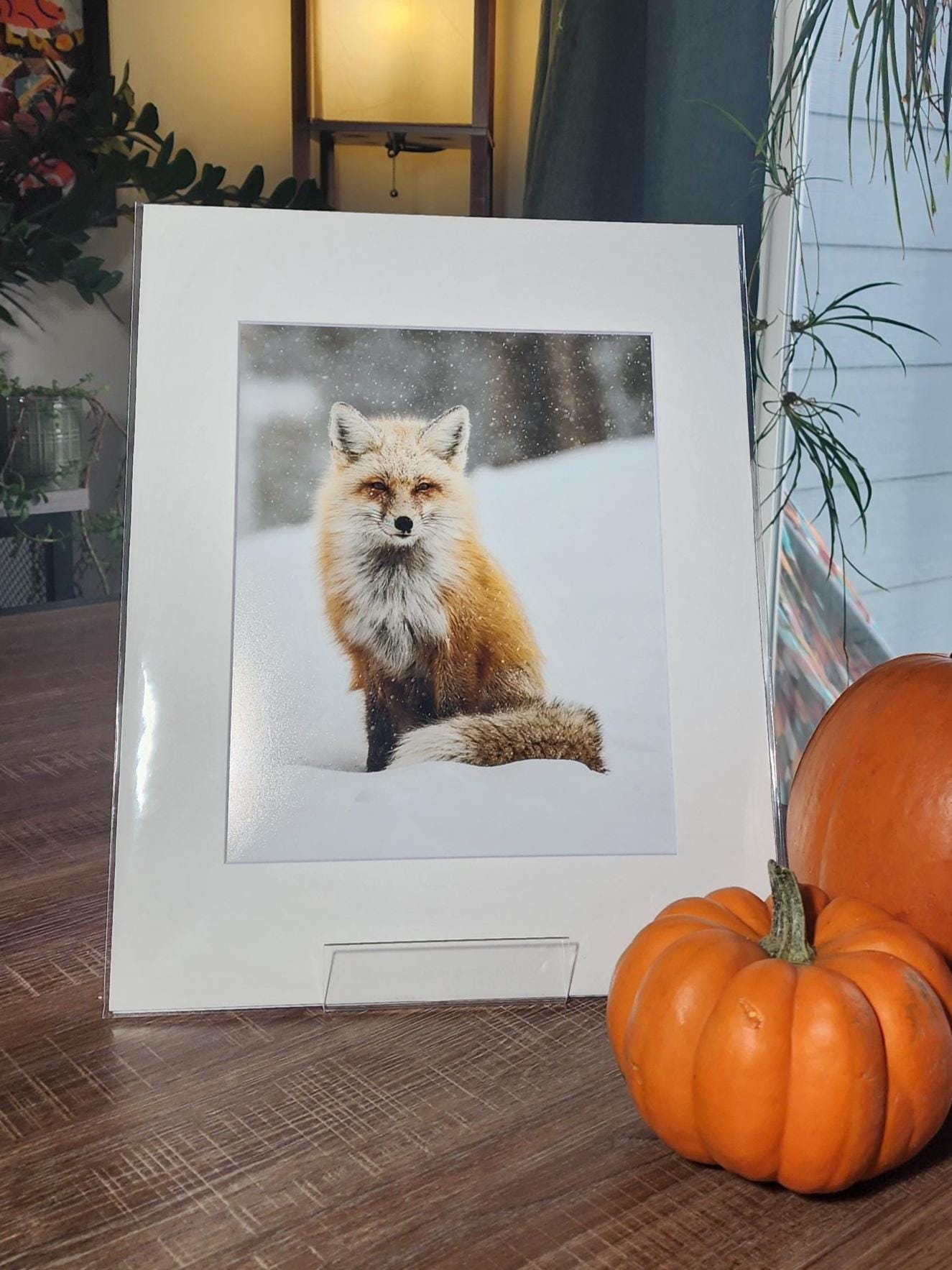 Snowy Fox Fine Art Print