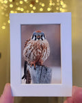 Hand holding a small matted picture of an american kestrel against a blurred background with lights.