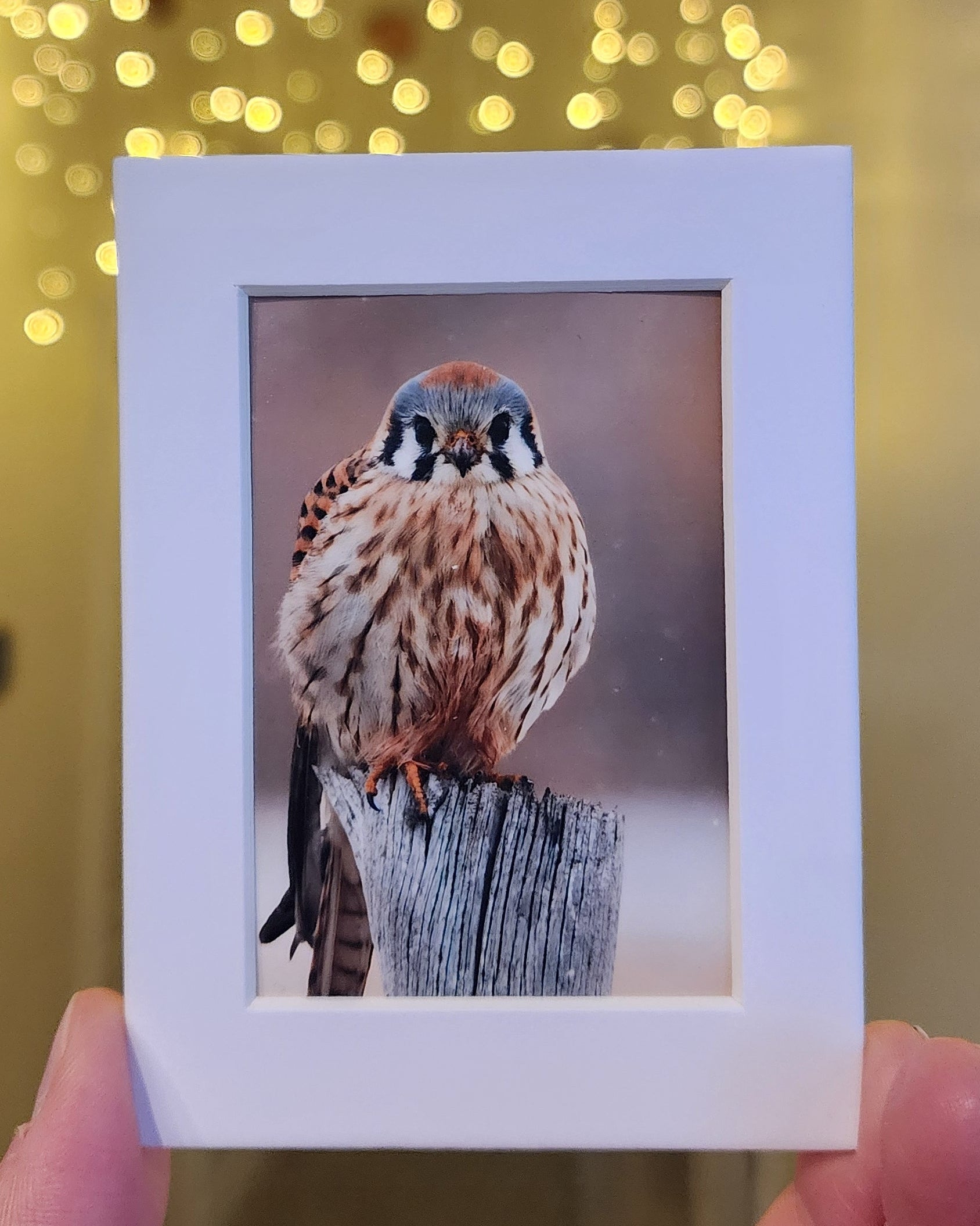 Hand holding a small matted picture of an american kestrel against a blurred background with lights.