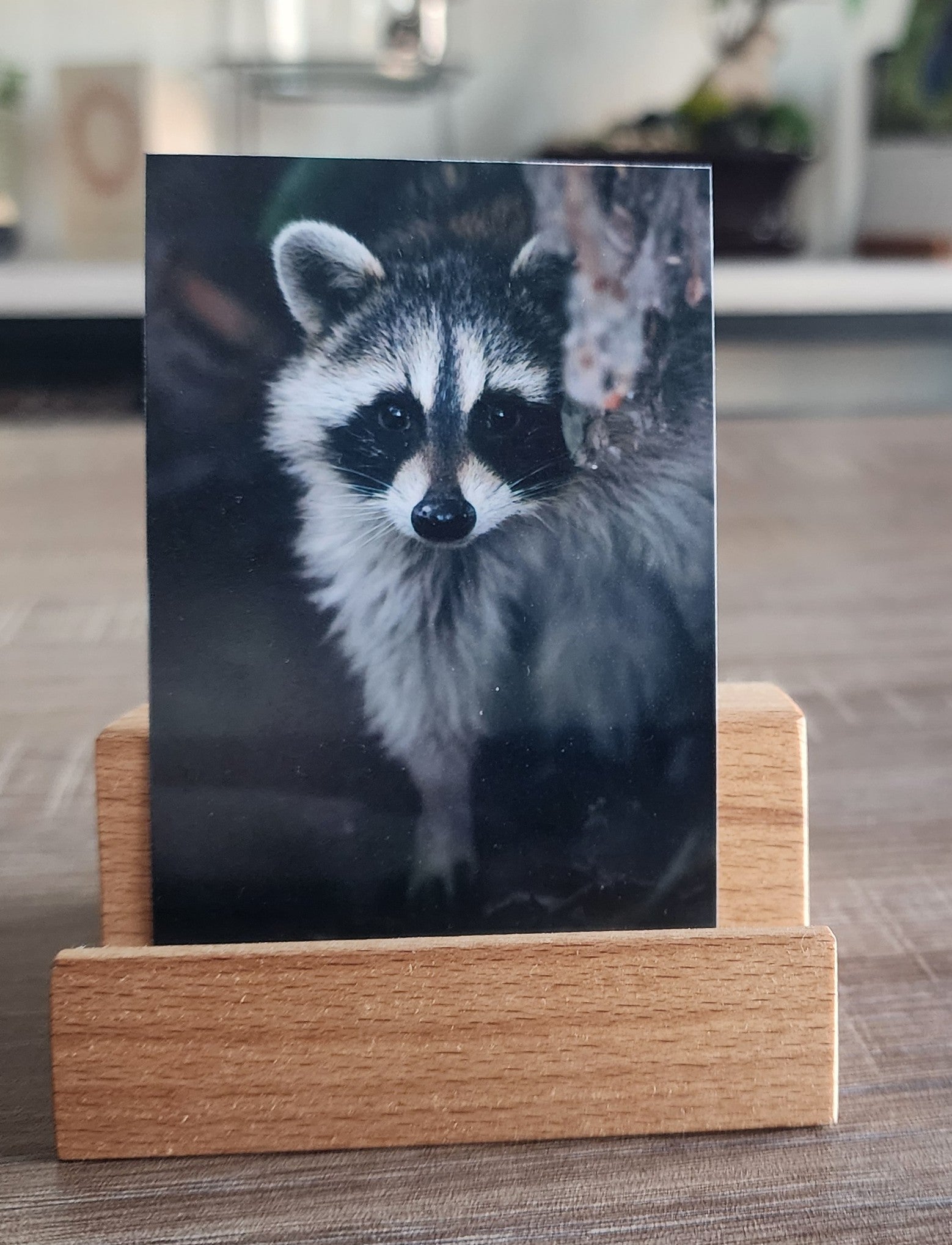 Peeking Raccoon Mini Print