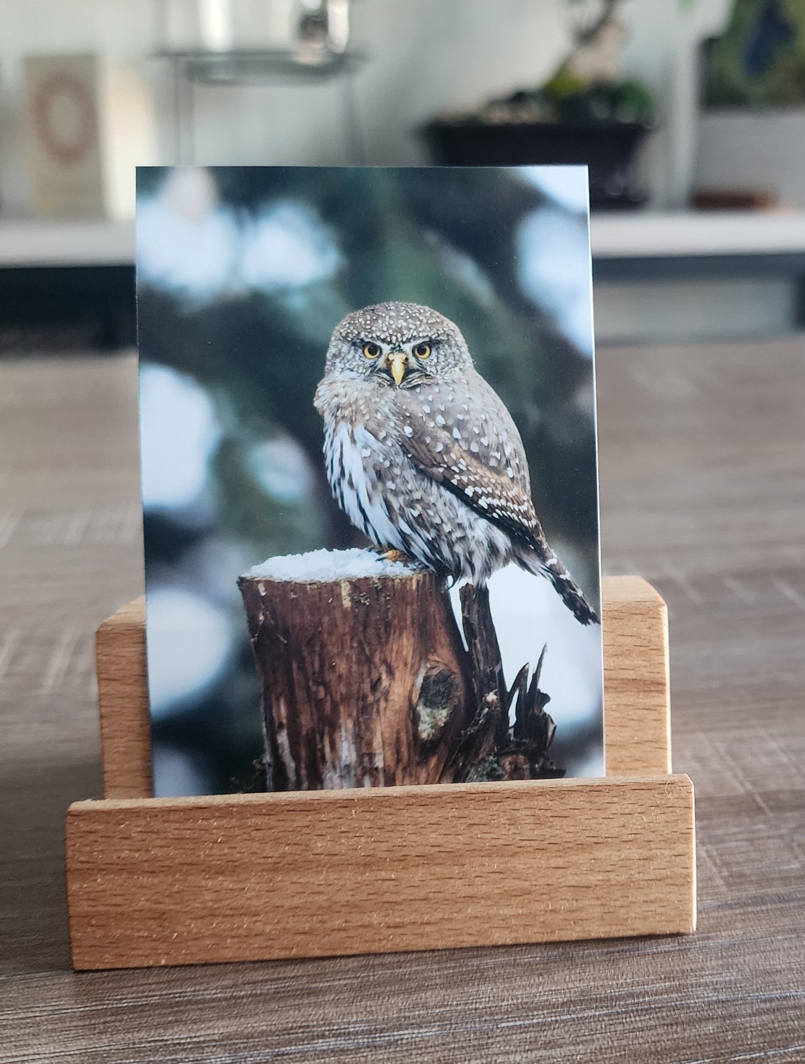 Northern Pygmy Owl Mini Print