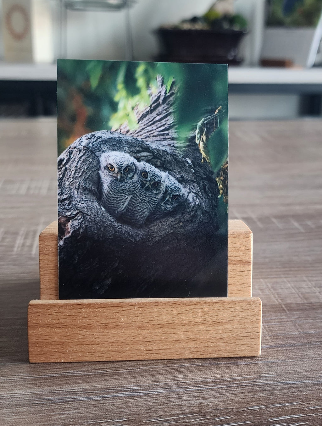 Western Screech Owlet Mini Print
