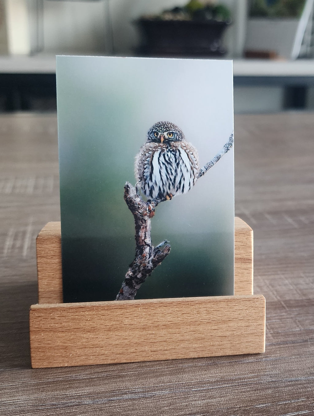 Northern Pygmy Owl Mini Print