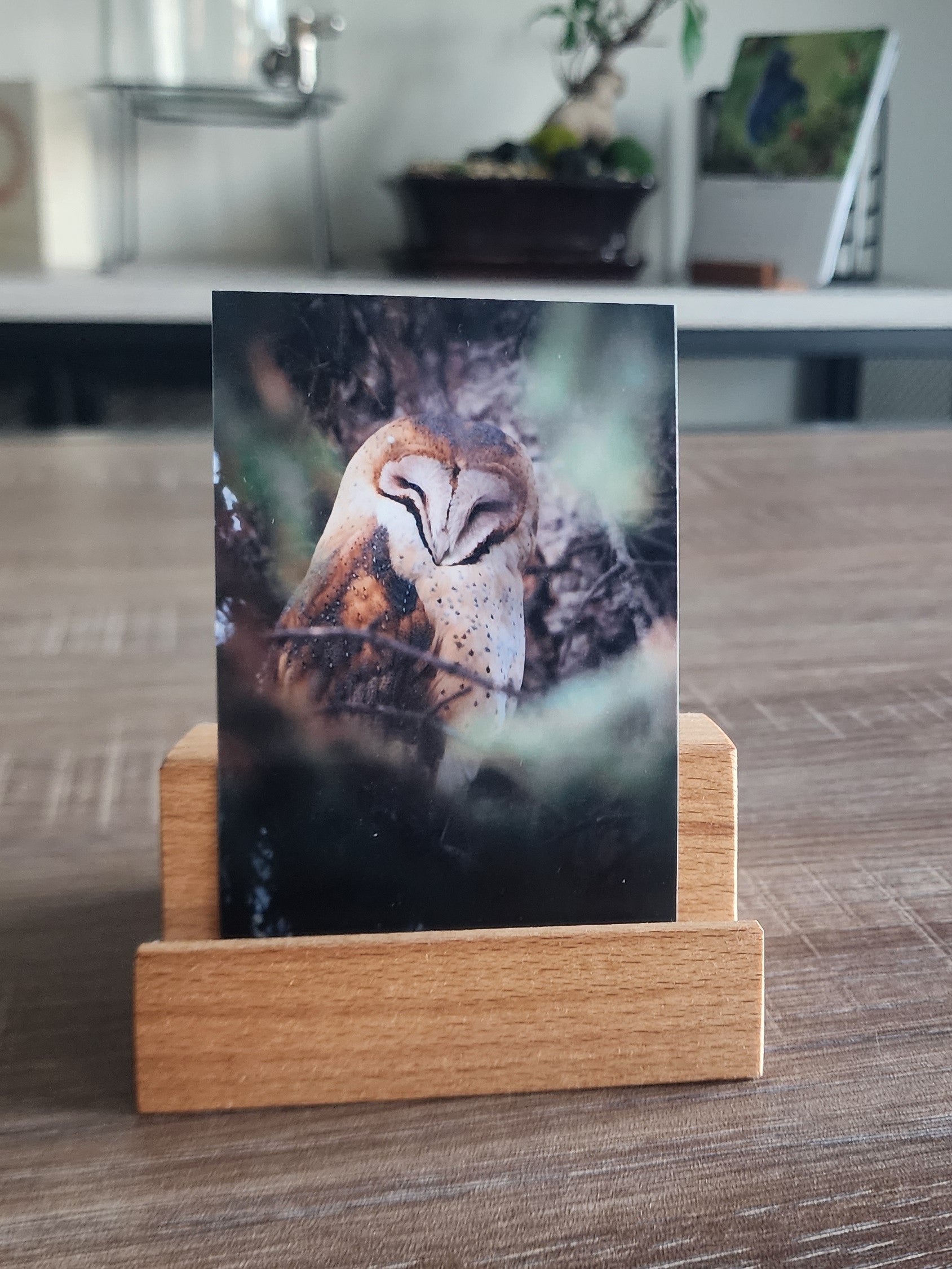 American Barn Owl Mini Print
