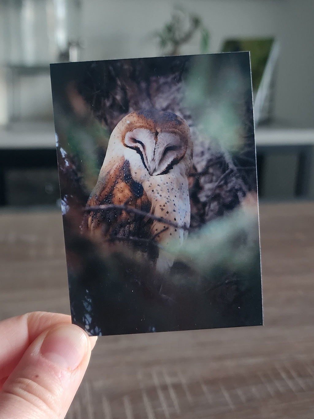 American Barn Owl Mini Print