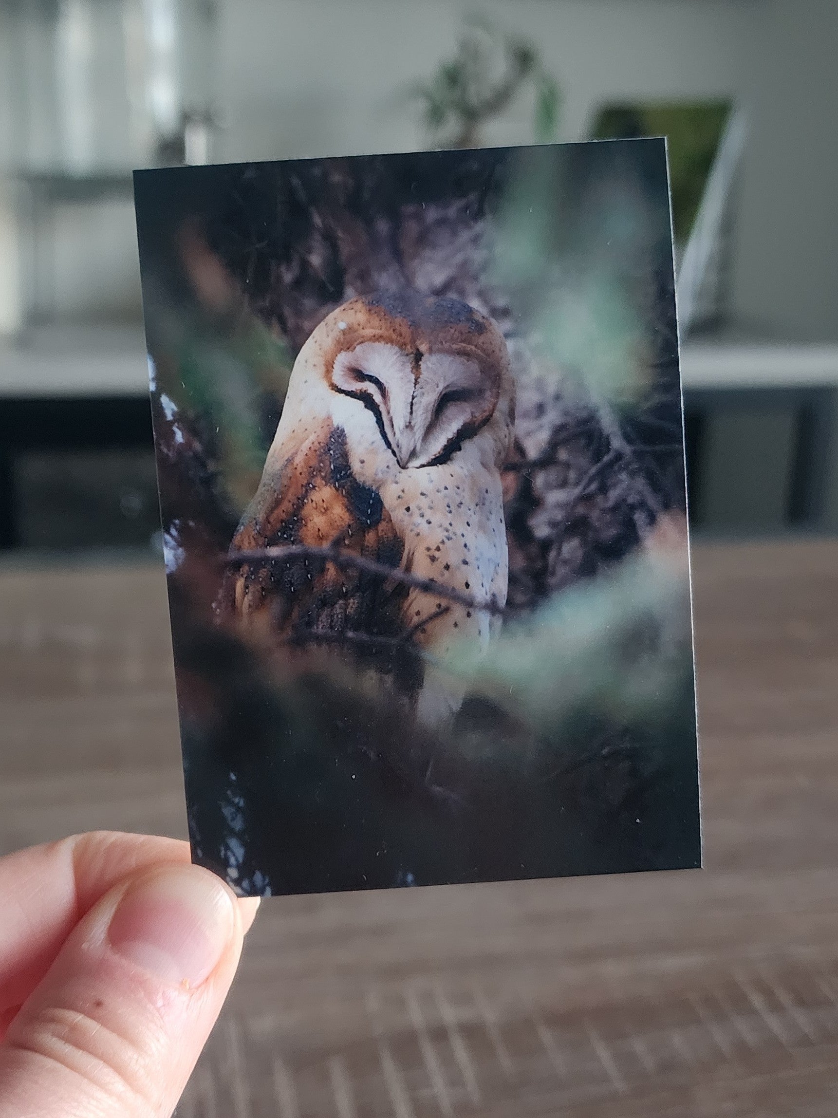 American Barn Owl Mini Print