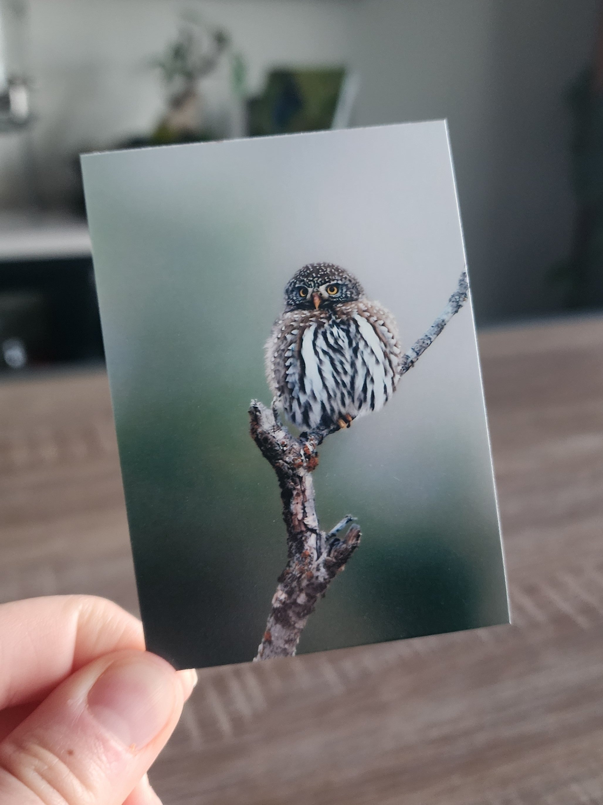 Northern Pygmy Owl Mini Print