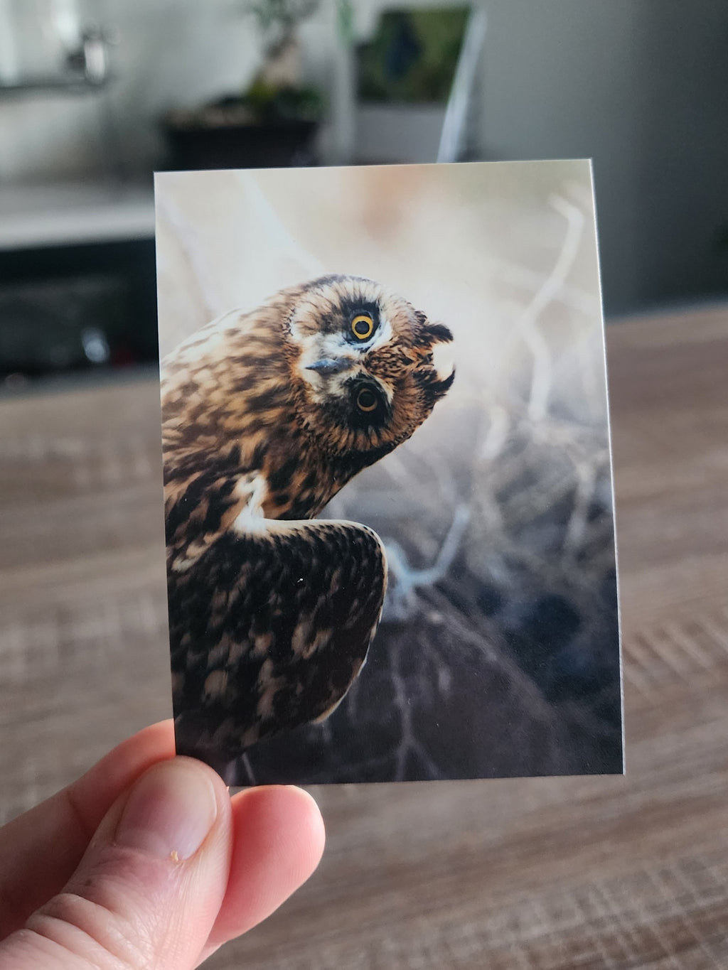 Short Eared Owl Mini Print