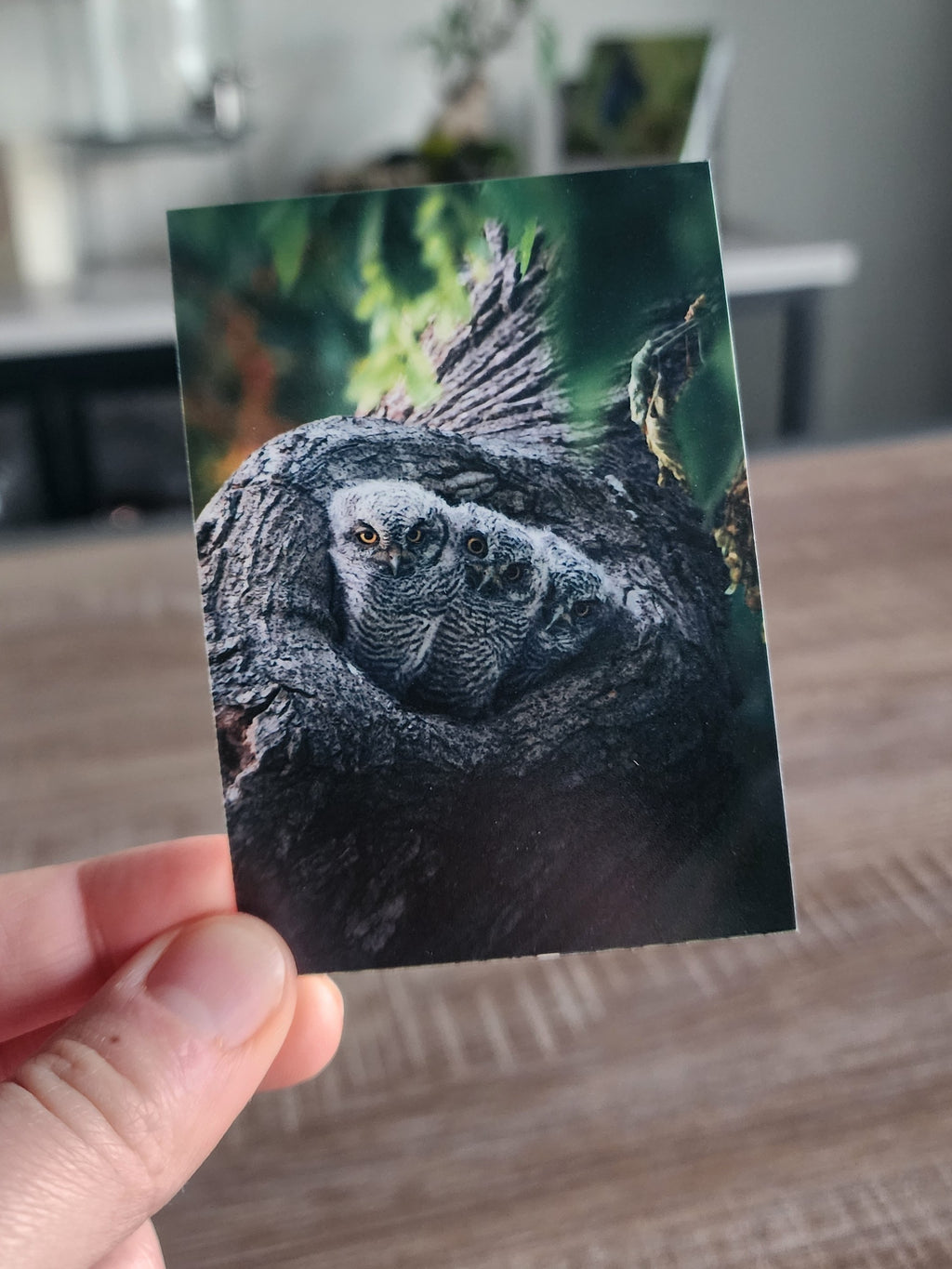 Western Screech Owlet Mini Print