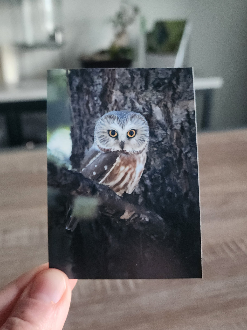 Northern Saw Whet Owl Mini Print