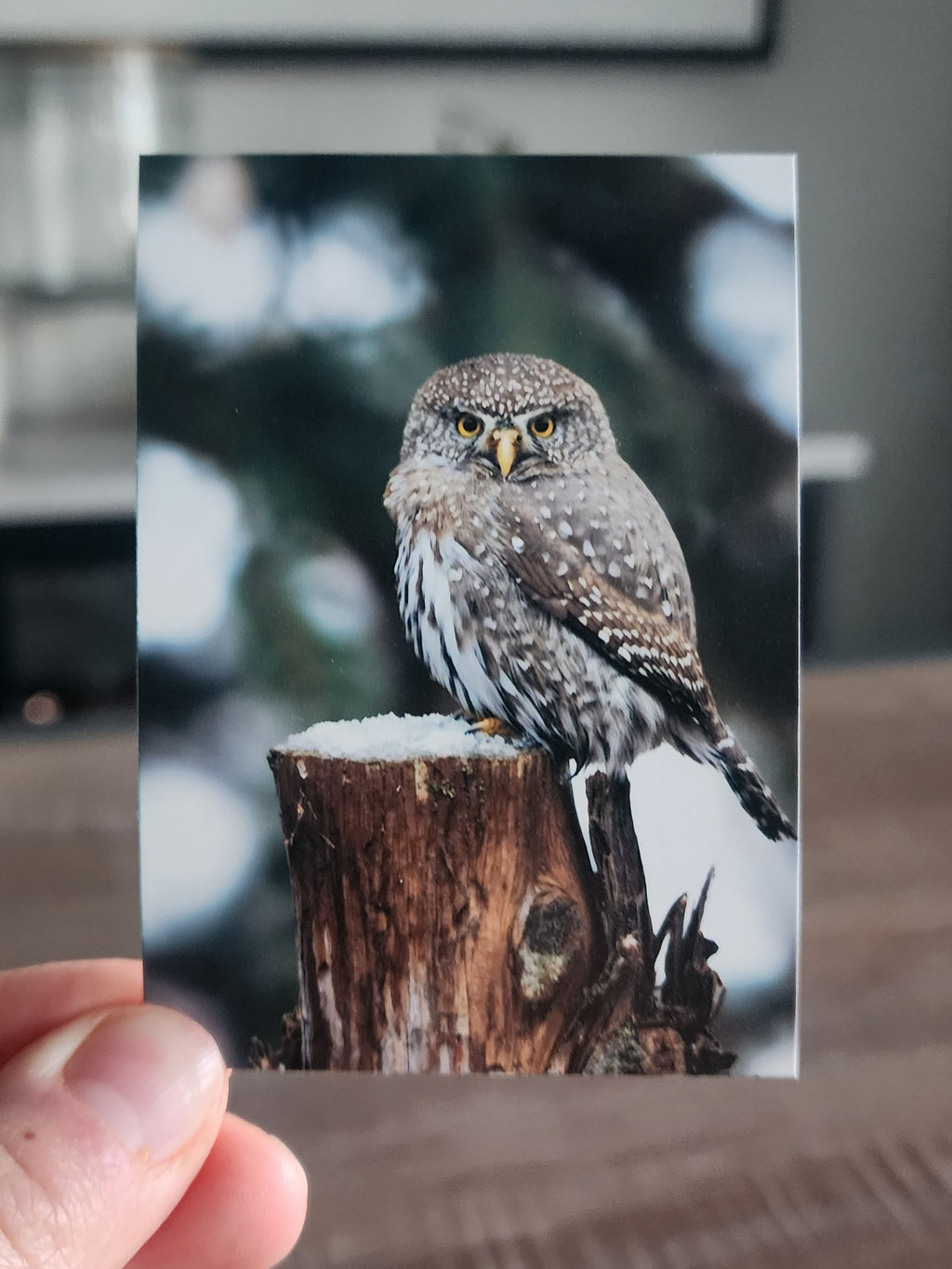 Northern Pygmy Owl Mini Print