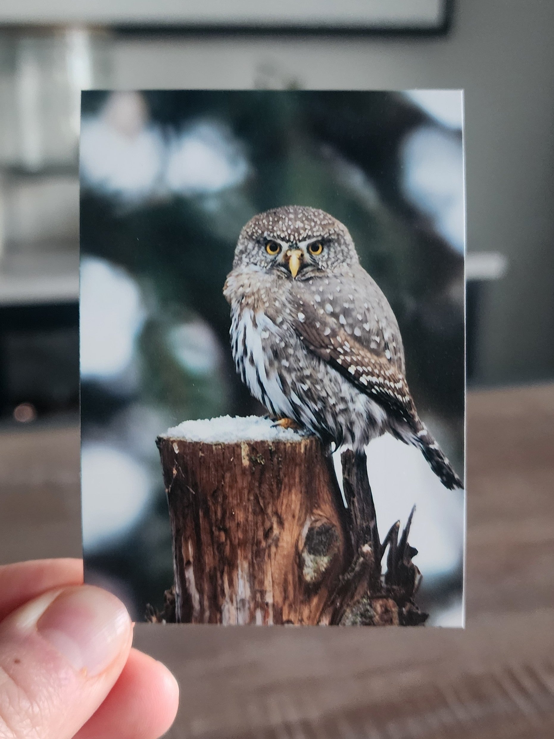 Northern Pygmy Owl Mini Print