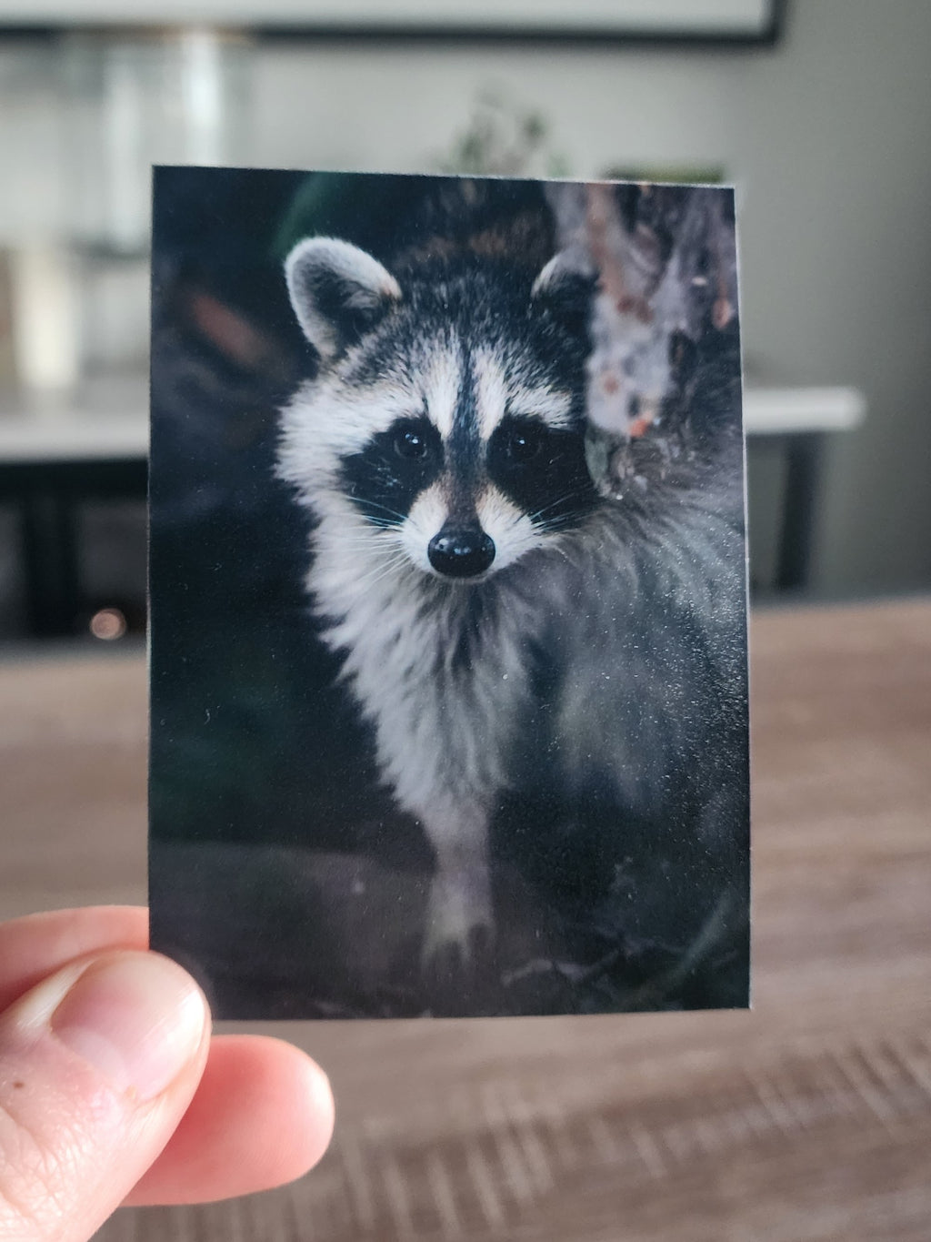 Peeking Raccoon Mini Print