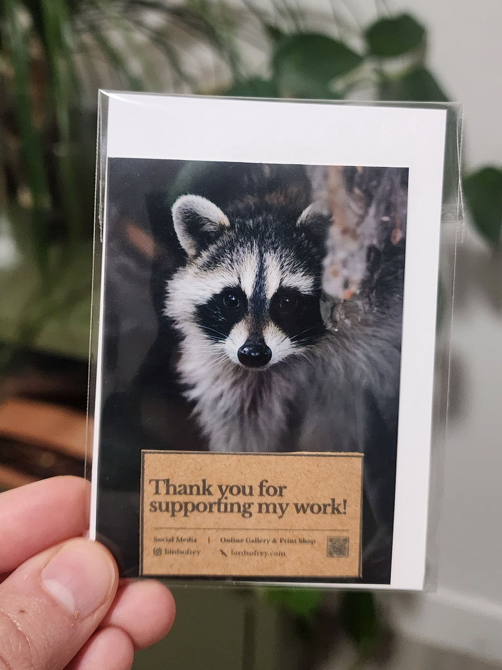 Peeking Raccoon Mini Print
