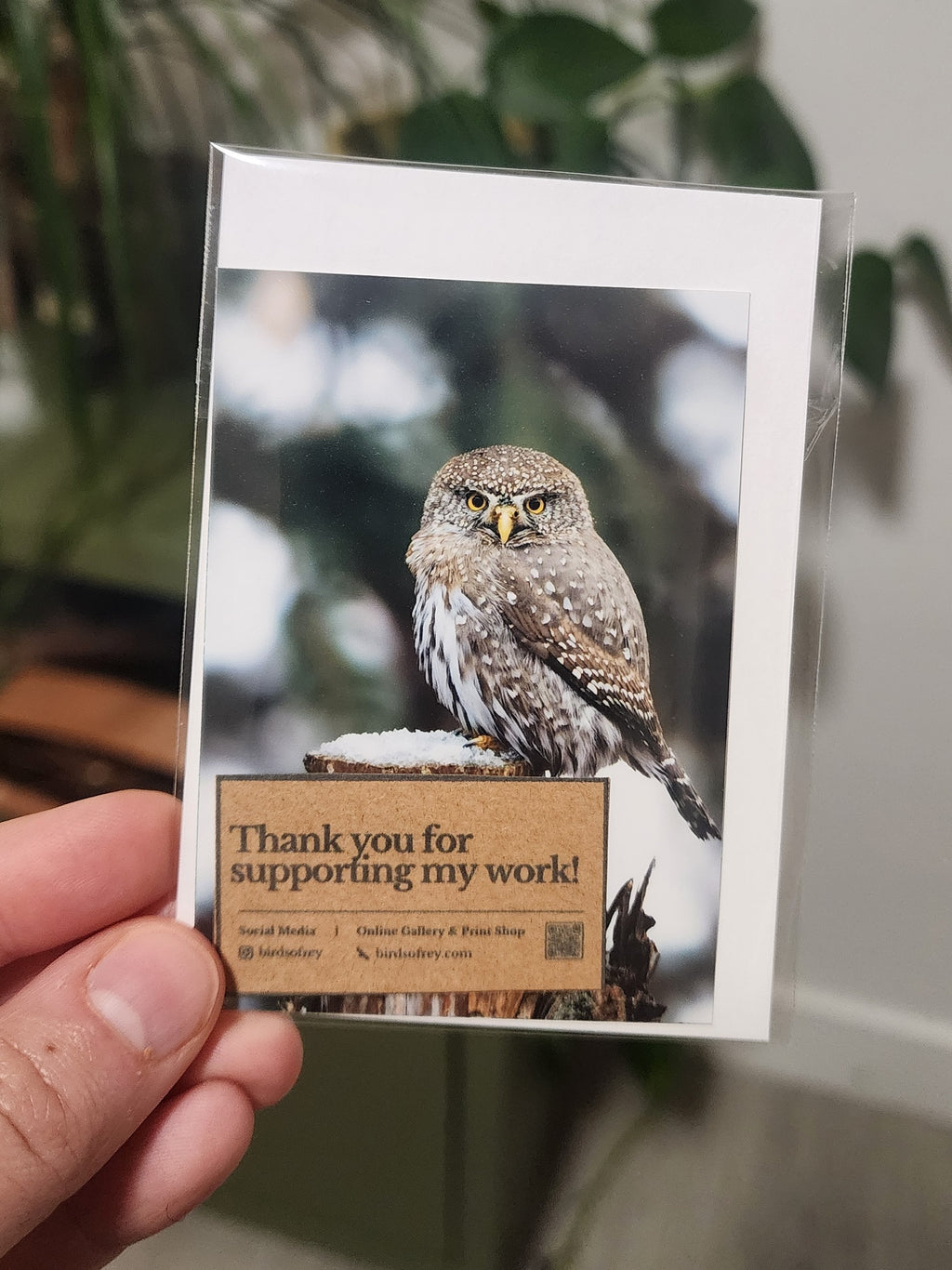 Northern Pygmy Owl Mini Print