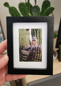 Great Horned Owlet Framed Mini Print