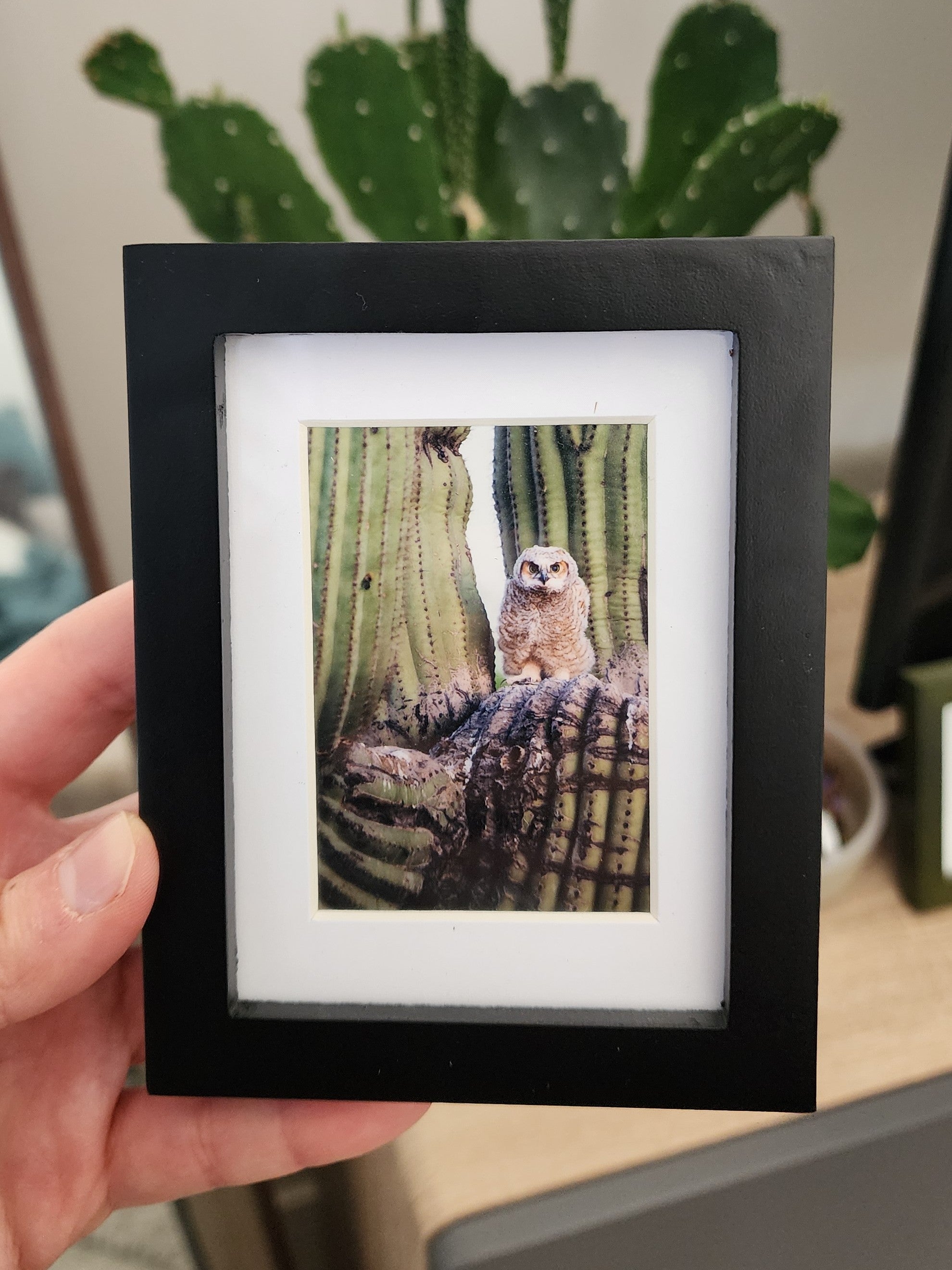 Great Horned Owlet Framed Mini Print