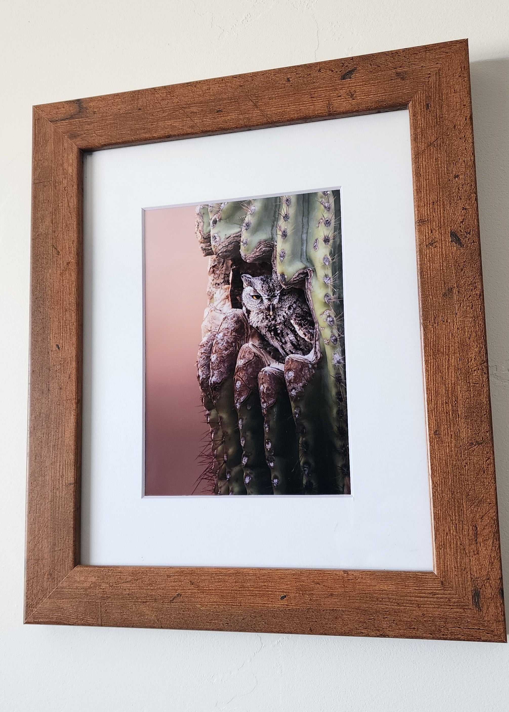 "No Solicitors" Western Screech Owl in Saguaro Framed Print