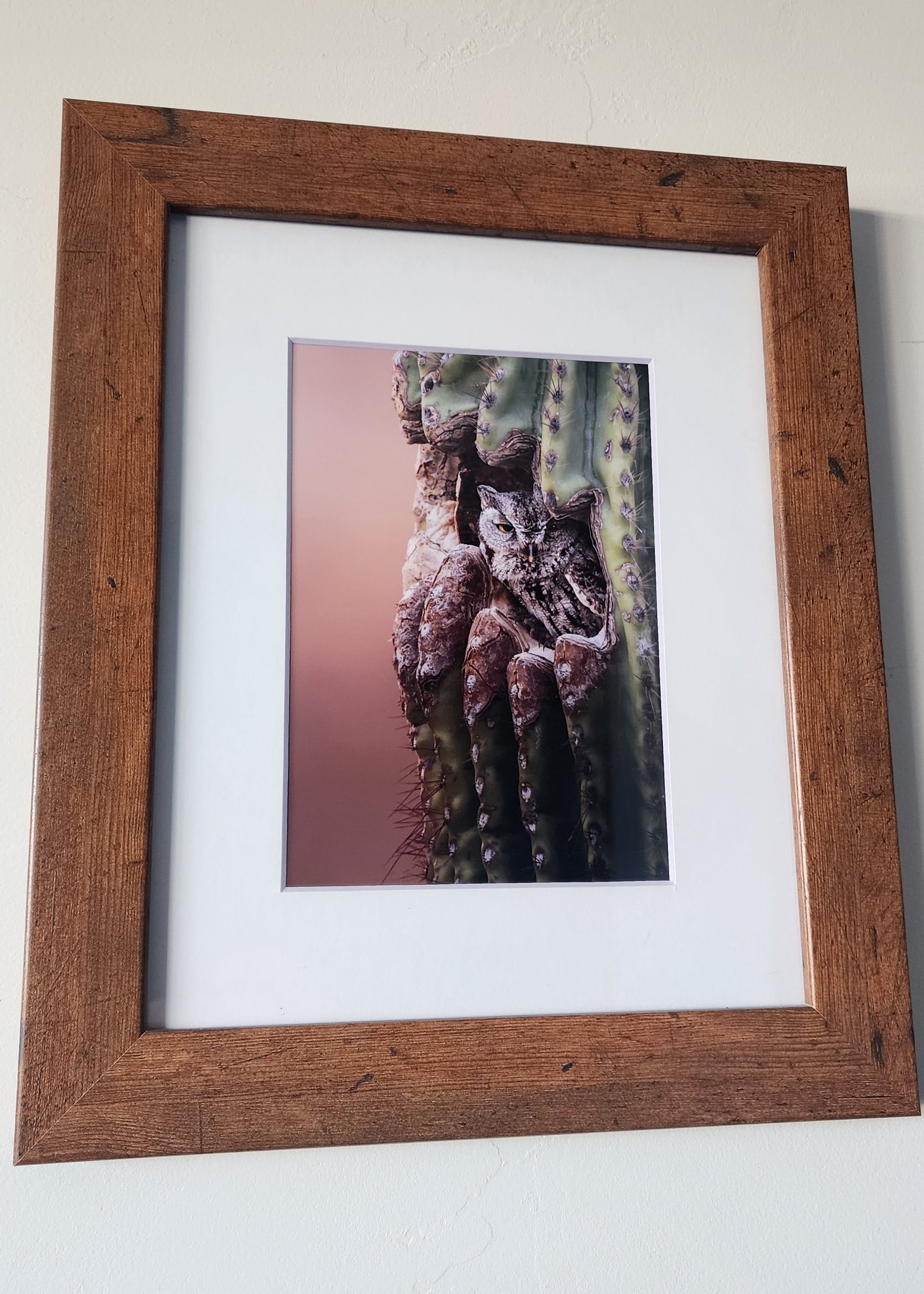 "No Solicitors" Western Screech Owl in Saguaro Framed Print