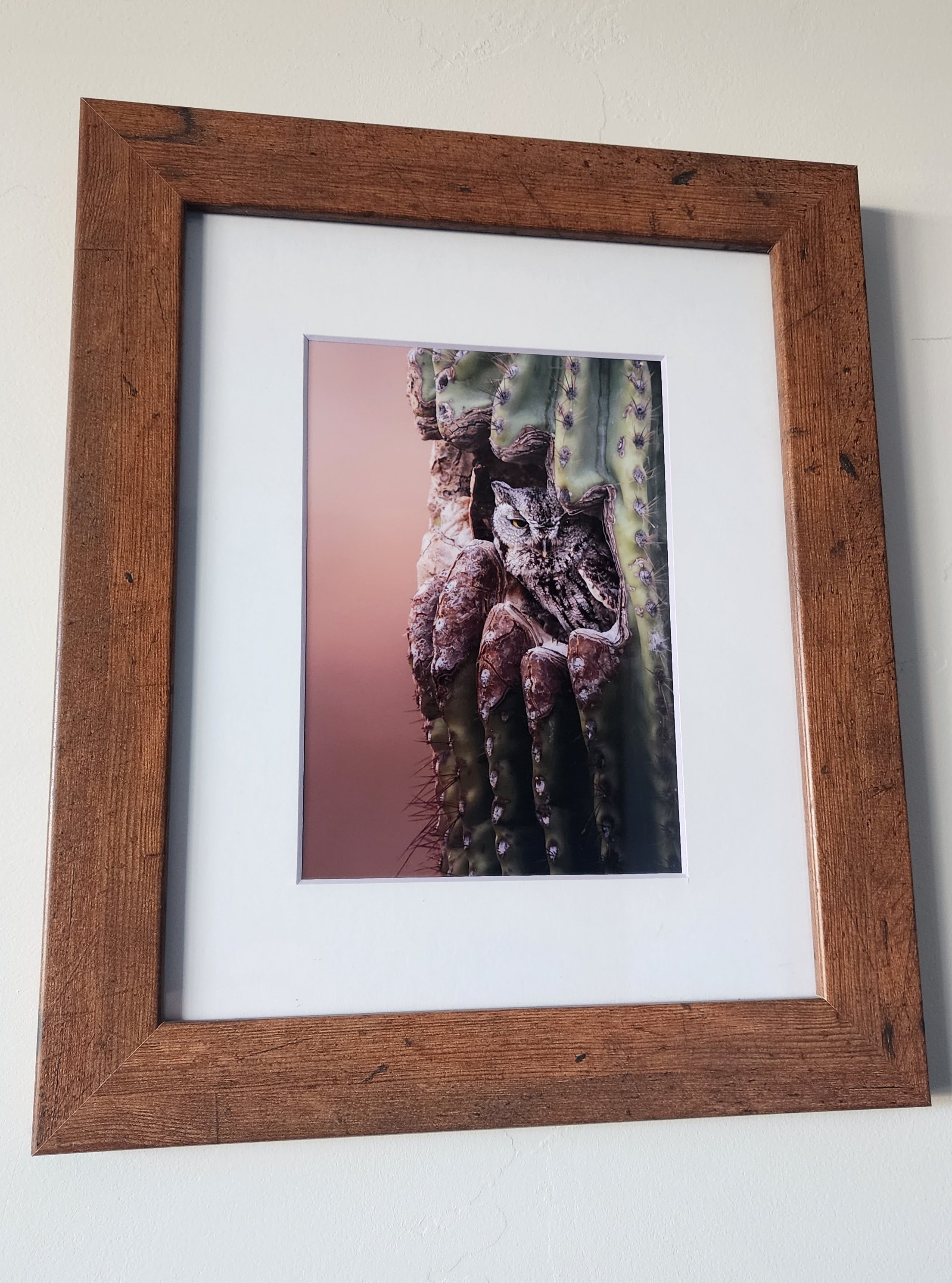 "No Solicitors" Western Screech Owl Print