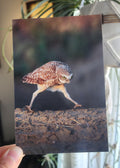 Hand holding a postcard of a burrowing owl with long legs walking and a determined expression