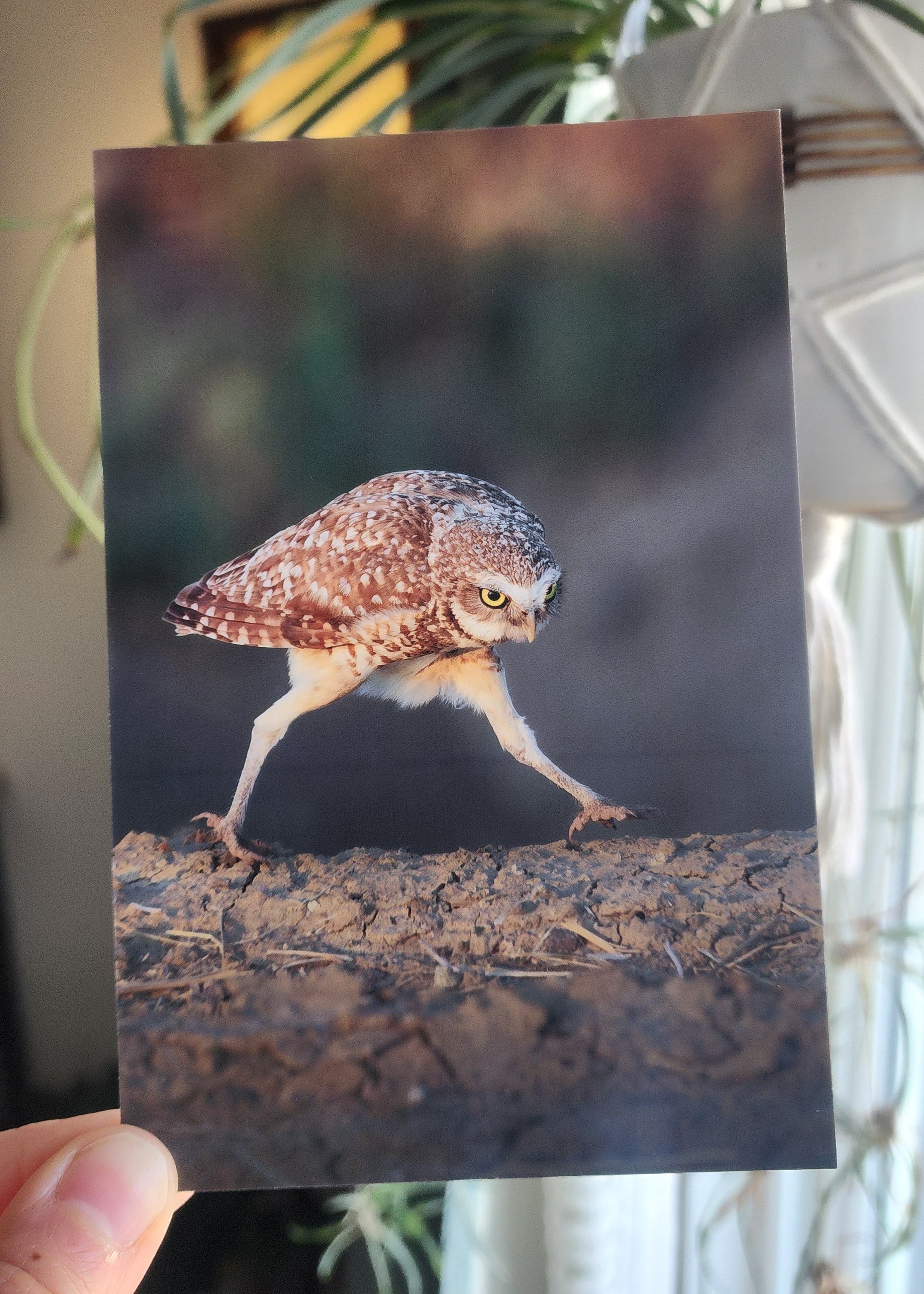Hand holding a postcard of a burrowing owl with long legs walking and a determined expression