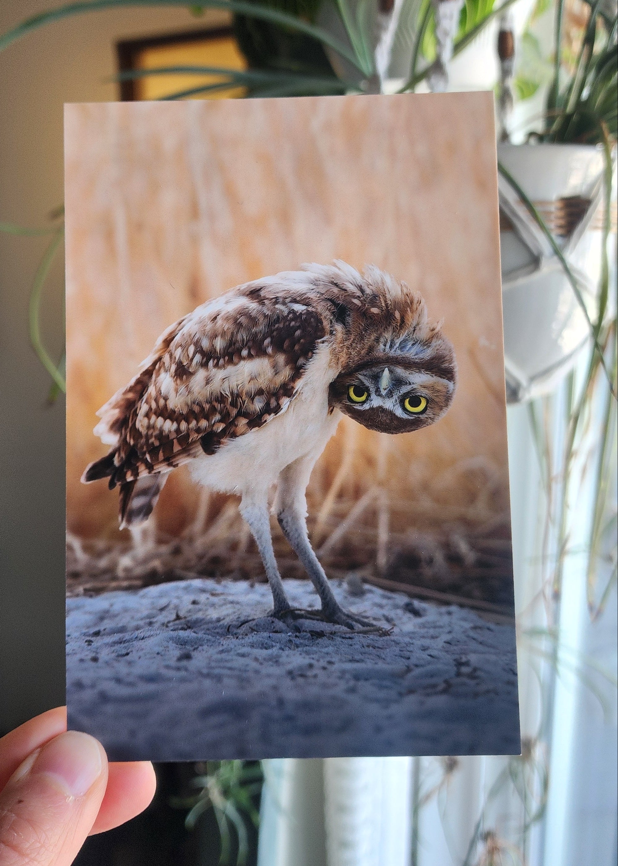 Hand holding a photograph of a baby burrowing owl with its head upside down.